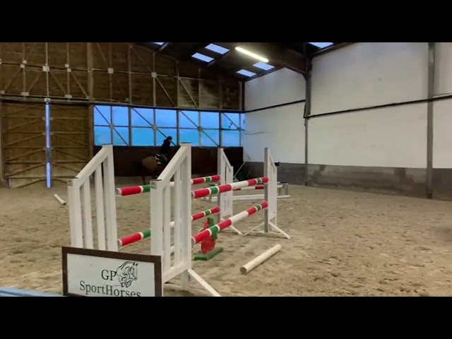 Cavallo in vendita 10 anni 