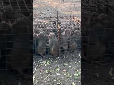 Monkey catching official ￼ call 6300256475 #monkeycatching #funny #video #animals