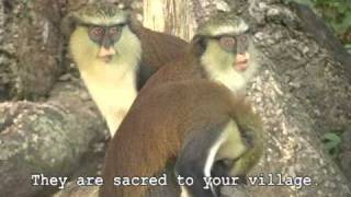 preview picture of video 'Tafi Atome Monkey Village Ghana'