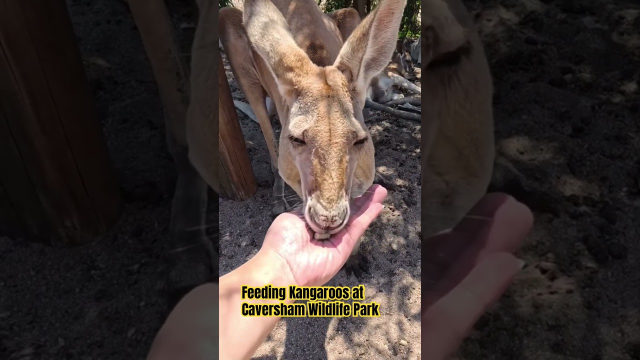 YouTube Short thumbnail