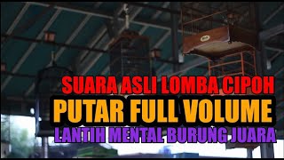 Download lagu Suara Asli Lomba Sirtu / Cipoh : Putar Setiap Pagi Untuk Terapi Melatih Mental Burung Sirtu Mania mp3