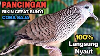 Download lagu Perkutut Lokal Gacor Suara Besar Pancingan Burung Perkutut Agar Cepat Bunyi. mp3