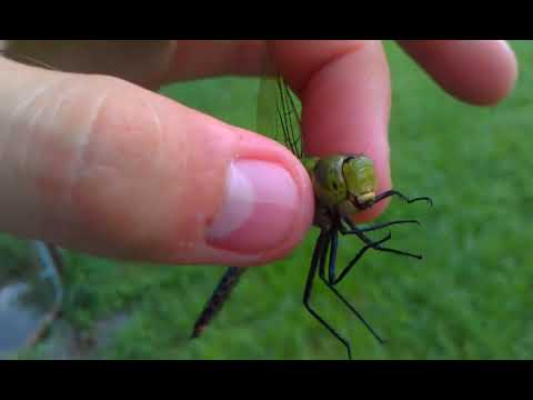 Common Green Darner (Anax junius)