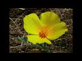 Flowers 2006