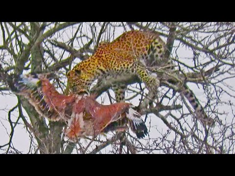 Leopard Risks it All at Extreme Height to Raid Eagle's Nest