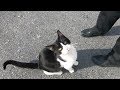 Tuxedo Cat Wants More Love Than Food