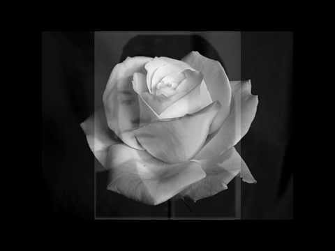 Konstantin Wecker - Die weiße Rose - Live 2014