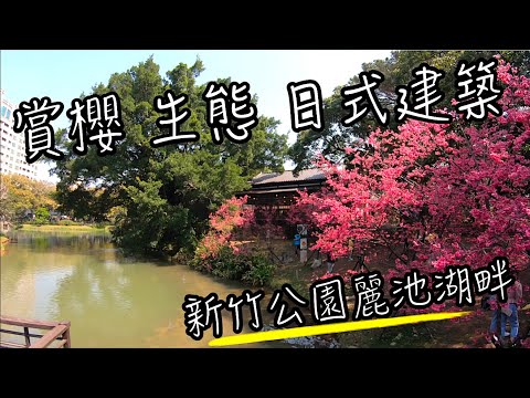 As flores de cerejeira estão em plena floração na cidade de Hsinchu? | Hezu Cherry Blossom Libras em plena floração Parque Hsinchu | Parque Lichi Feijão Peixe Visualizando a Ecologia Natural | A Vida Orgulhosa de Ban Jie