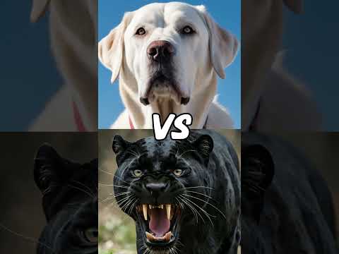 Pantera negra vs otros animales feroces (león, tigre, lobo)