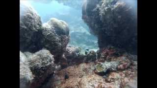 preview picture of video 'Discovery diving with Las Galeras Divers'
