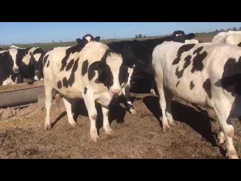 60 novillos holando GORDOS TERMINADO. A GRANOS