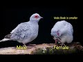 Diamond Dove Male Female difference