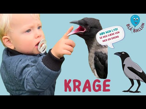Krage. Hør kragens lyd. Se et sødt venskab mellem en dreng og en krage. Se dem lege og køre scooter.