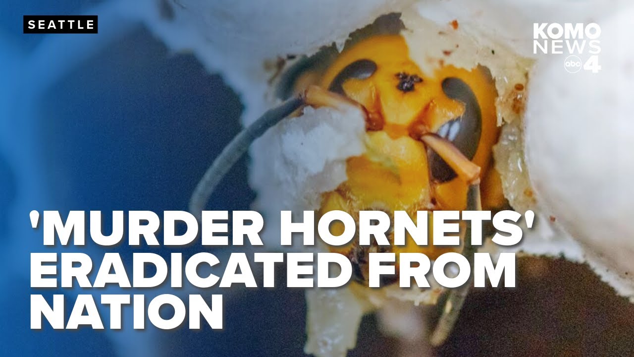 Invasive 'murder hornets' are wiped out in the US, officials say