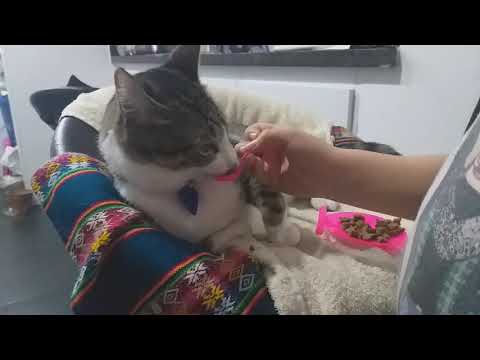 Avioncito para La Gata Elsa #elsagatuber