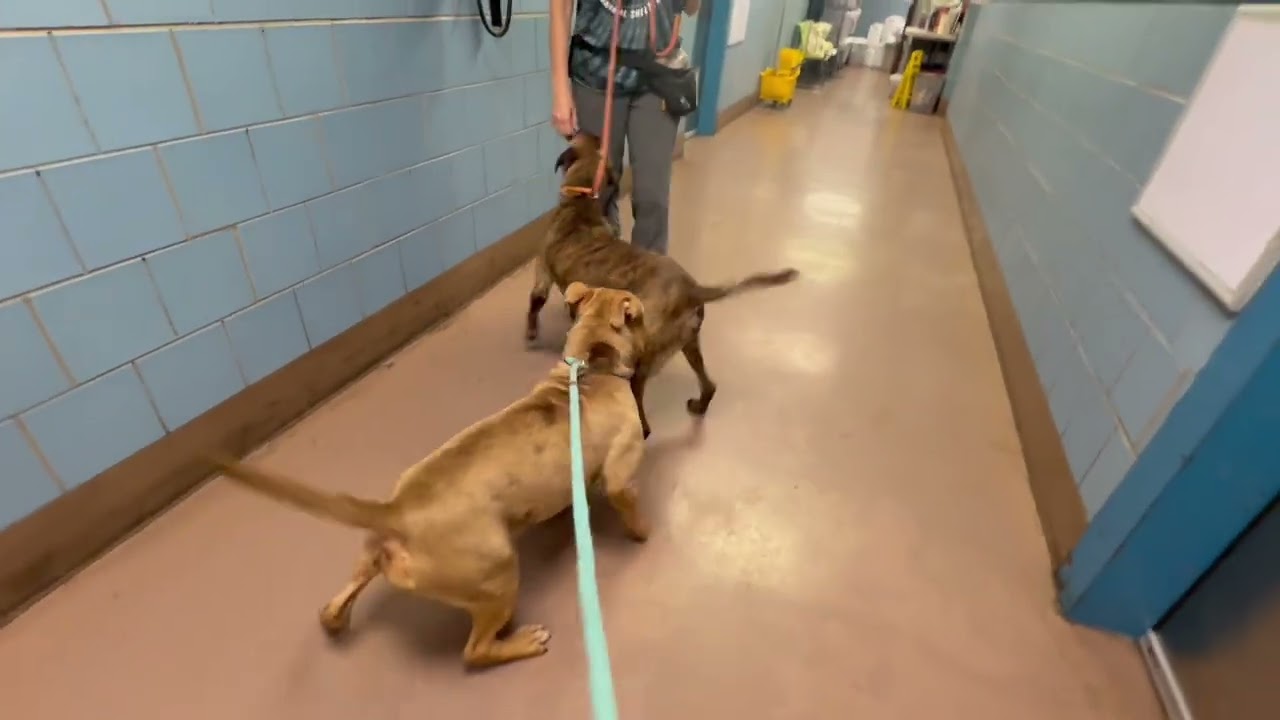 Jimsom's Leash Test