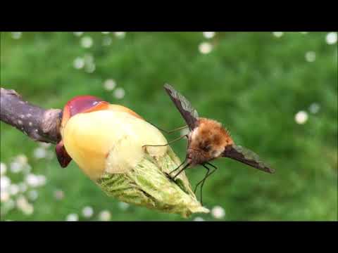 download lagu mp3 mp4 Dwarf Handkerchief Tree, download lagu Dwarf Handkerchief Tree gratis, unduh video klip Dwarf Handkerchief Tree
