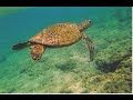 HERE WE GO! - by Birdsong and the Eco-Wonders - a kids' song about baby sea turtles