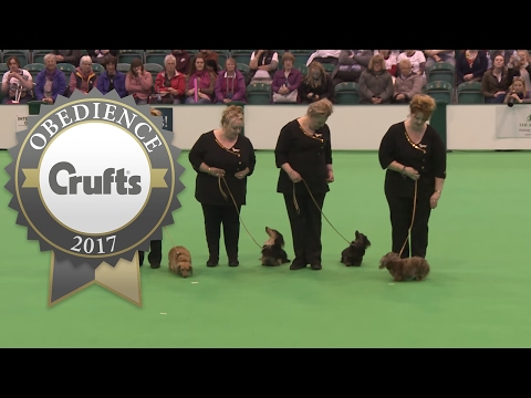Obreedience Group Heelwork - Part 2 | Crufts 2017