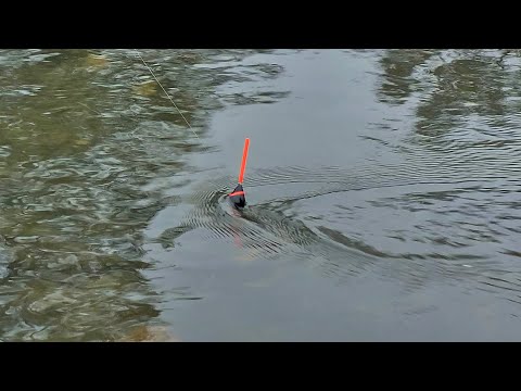 Pecanje SKOBALJA Na CRVA - (Bolognese) Ribolov Na Plovak