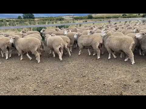 93 CORRIEDALE EWES