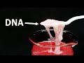 Extracting DNA from strawberries and eating it
