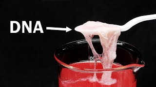 Extracting DNA from strawberries and eating it