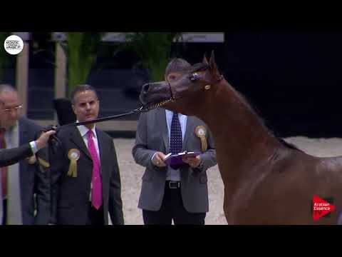 N.87 BO AS PRINCE SHAKAR - Paris 2018 - Yearling Colts (Class CM 4A)