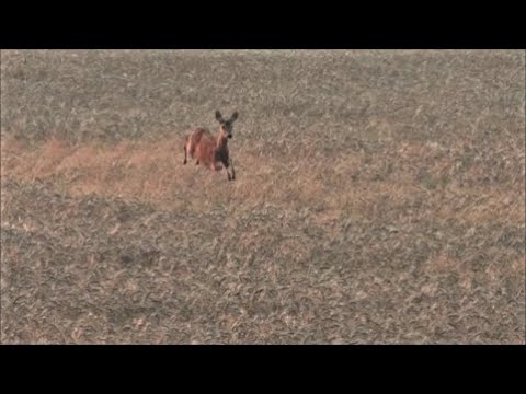 Spotkałem Myśliwych - odcinek 341  Łowiectwo bez tajemnic część 24 Rogacze których nie upolowałem