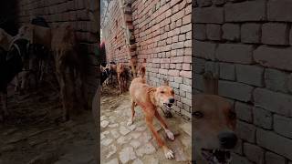 😘💸🥰🐕🐶😘 chhotu dada dog chhotu dada kutta dada dog chhotu dada chhotu dada kutta wala i love animals