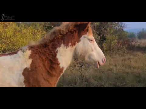 Saftige Weiden, Gestengras für Pferde - wie funktionieren intakte Essinstinkte?