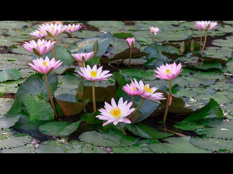 Releasing boils (carbuncle