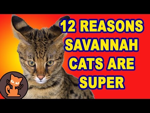 Funny and Amazing Savannah Cats - 12 Reasons Savanna Cats are Super