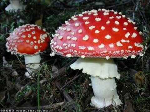 download lagu mp3 mp4 Infected Mushroom Devil, download lagu Infected Mushroom Devil gratis, unduh video klip Infected Mushroom Devil