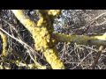 Lichen - Xanthoria parietina - Hrúðurflétta - Fléttur og ...