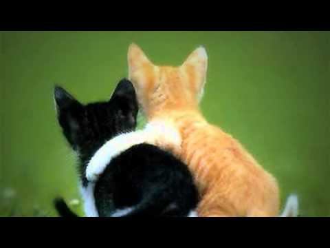 Arkasia - Vanity feat. Jay Jacob [HD]