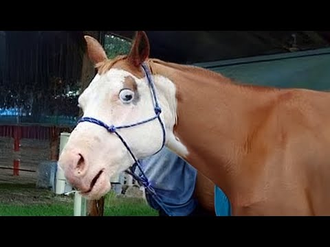Ces chevaux ridicules ne peuvent pas être manqués ! - vidéos d'animaux les plus drôles