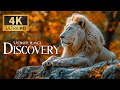 Ultimate Planet Discovery Tranquil Expedition With Wild Animals Serene Piano Music For Deep Calm