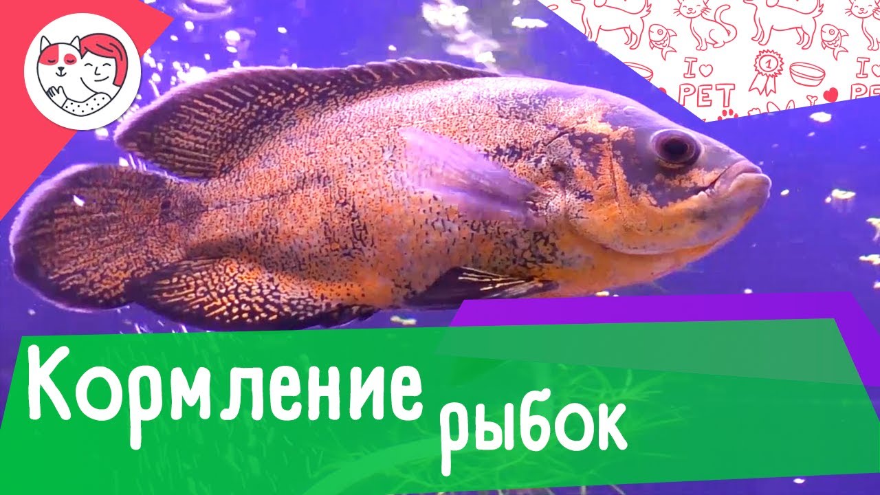 4 правила кормления аквариумных рыбок