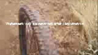 Hooverphonic - Electro Shock Faders