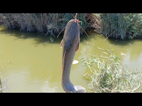 New video of catfish fishing