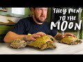 All About Russian Tortoises