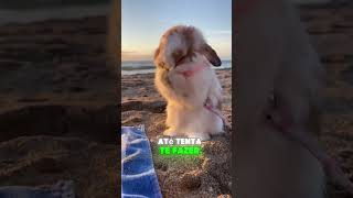 Coelho Comendo Cabelo? Entenda o Comportamento Curioso dos Pets Fofinhos