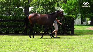 LOT 366 Time Test - Star Guest