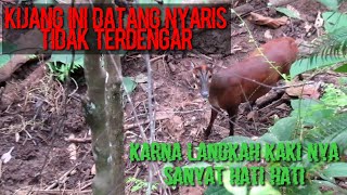 Download lagu KIJANG BETINA DATANG SAAT DI PANGGIL PAKAI ALAT KERAU mp3