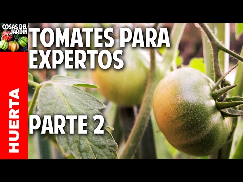 , title : '3 Metodos para Prevenir Enfermedades en el Cultivo Tomates @cosasdeljardin'