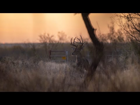 Deer Season With Moultrie Mobile