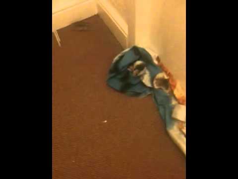 PJ runs around like a madman