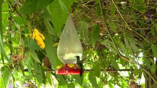 preview picture of video 'Humming Birds at Mystic Mountain Jamaica near ochos rios'