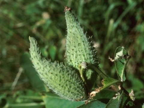 Useful Plant : Milkweed